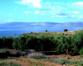 טיולי משפחות בשביל סובב כינרת, פעילויות טו בשבט לילדים, אטרקציות לילדים